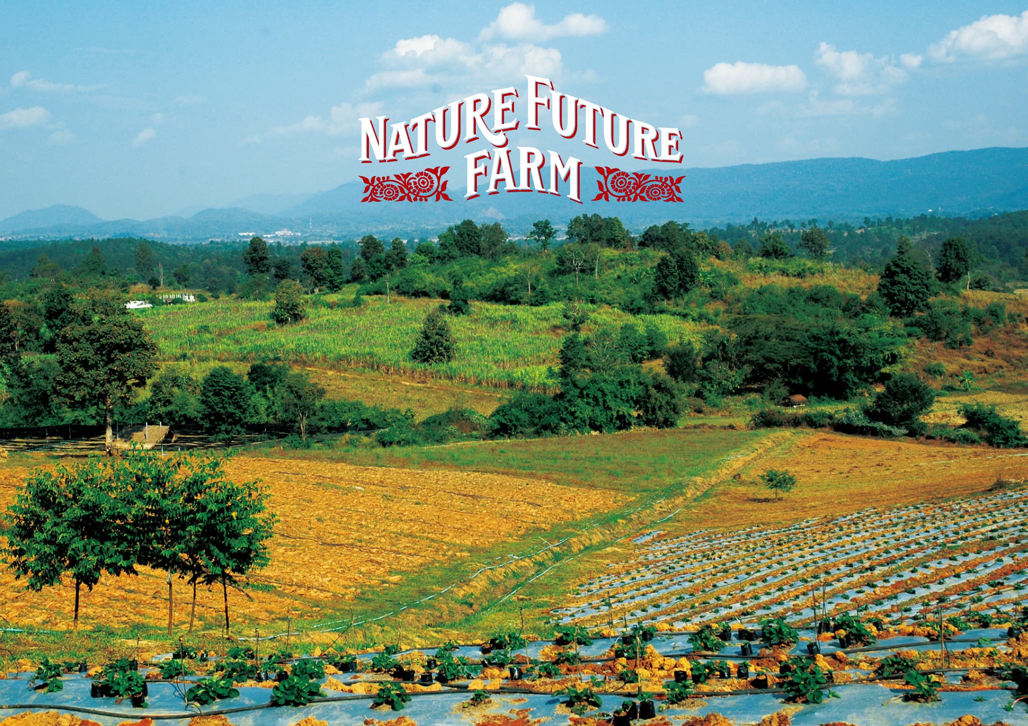 COSMOS FOODS COMPANY